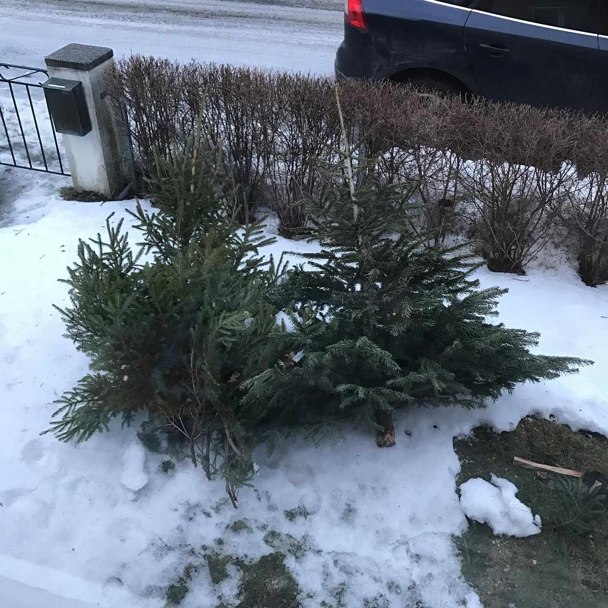 image of 2 julgranar ska kastas - Bromma