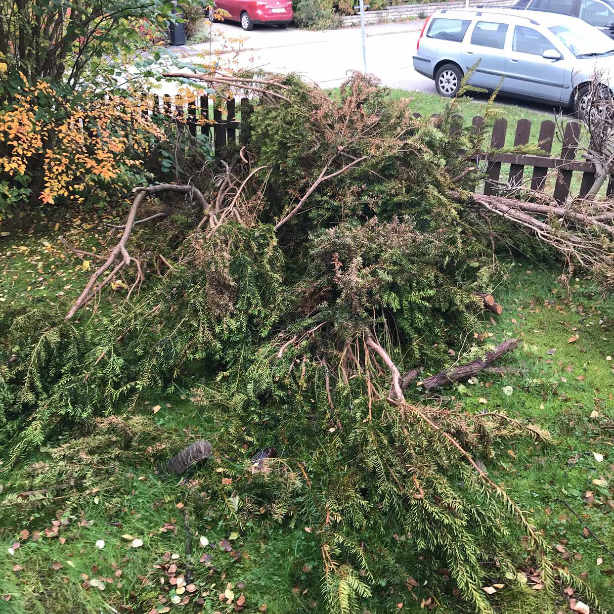 image of Nerklippt en samt grenar - Lidingö