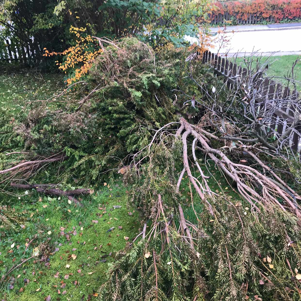 image of Nerklippt en samt grenar - Lidingö