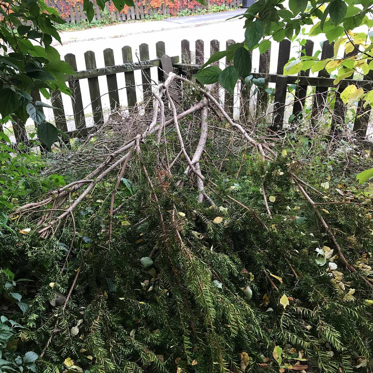 image of Nerklippt en samt grenar - Lidingö