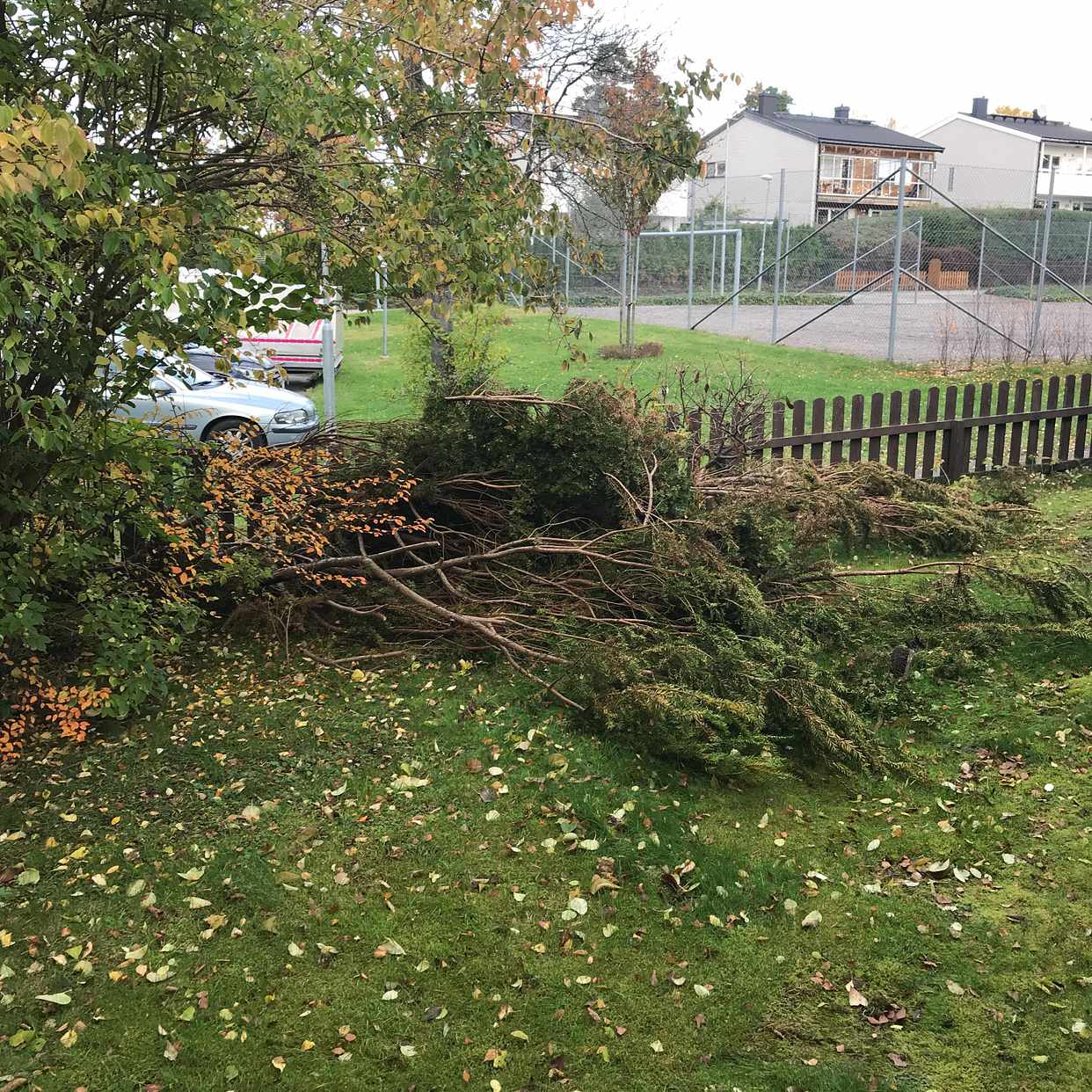 image of Nerklippt en samt grenar - Lidingö