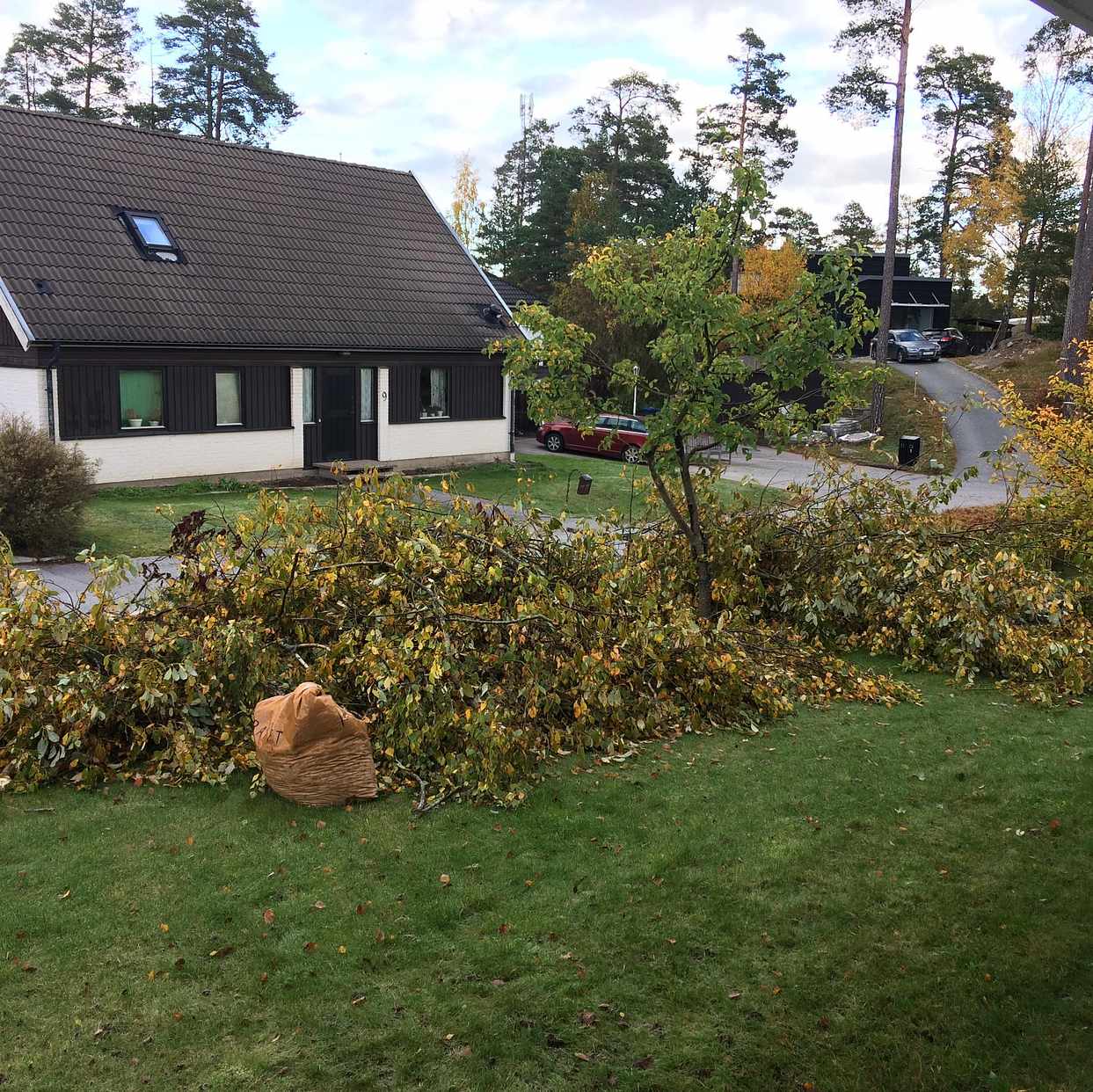 image of Grenar från 2 träd, - Täby