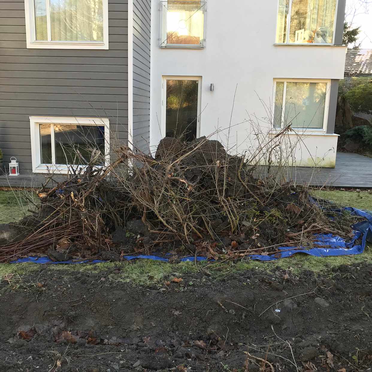 image of Uppgrävda buskar/ kvistar - Sollentuna