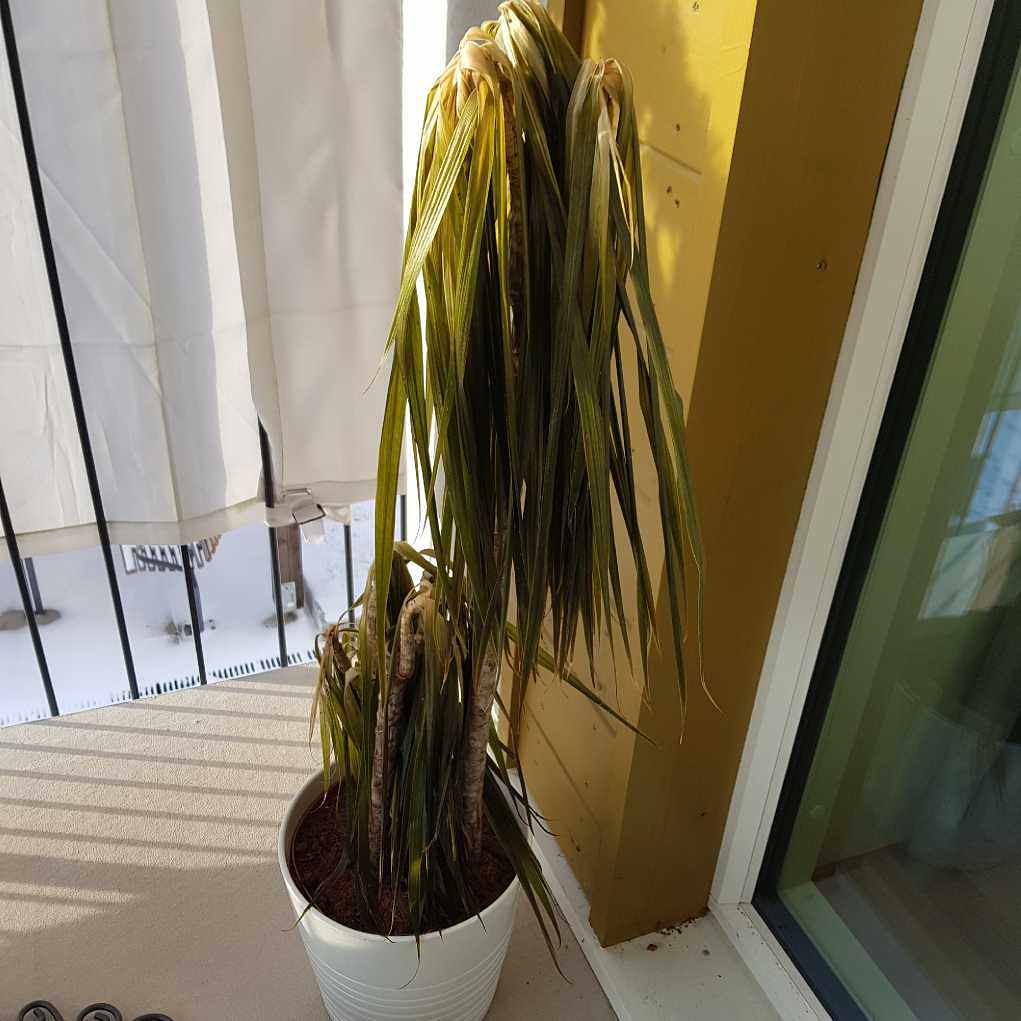 image of Trasig spegel,gammal växt - Upplands Väsby