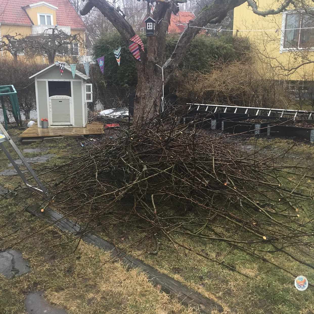 image of Pinnar från två äppelträd - 