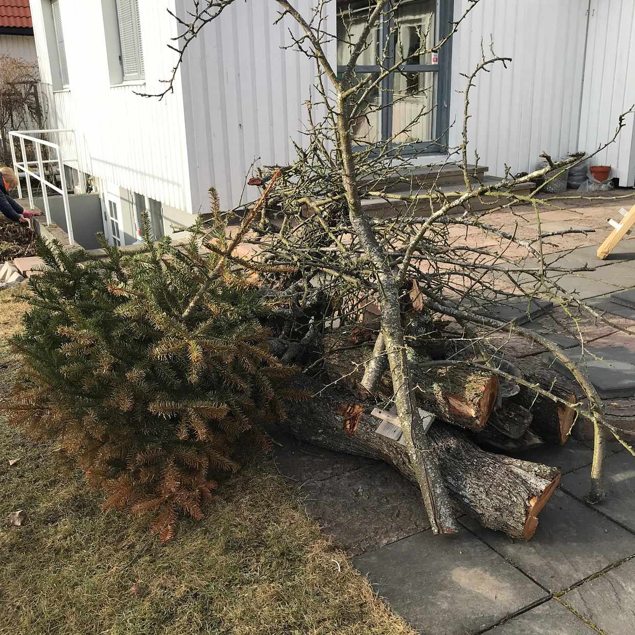 image of Trädstam och grenar samt - Älvsjö
