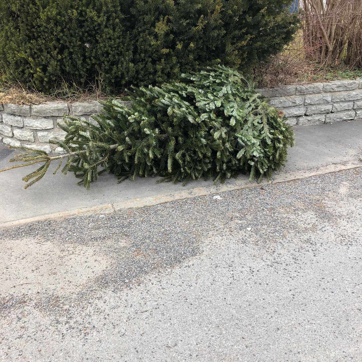 image of Grovsopor och en gran - Lidingö