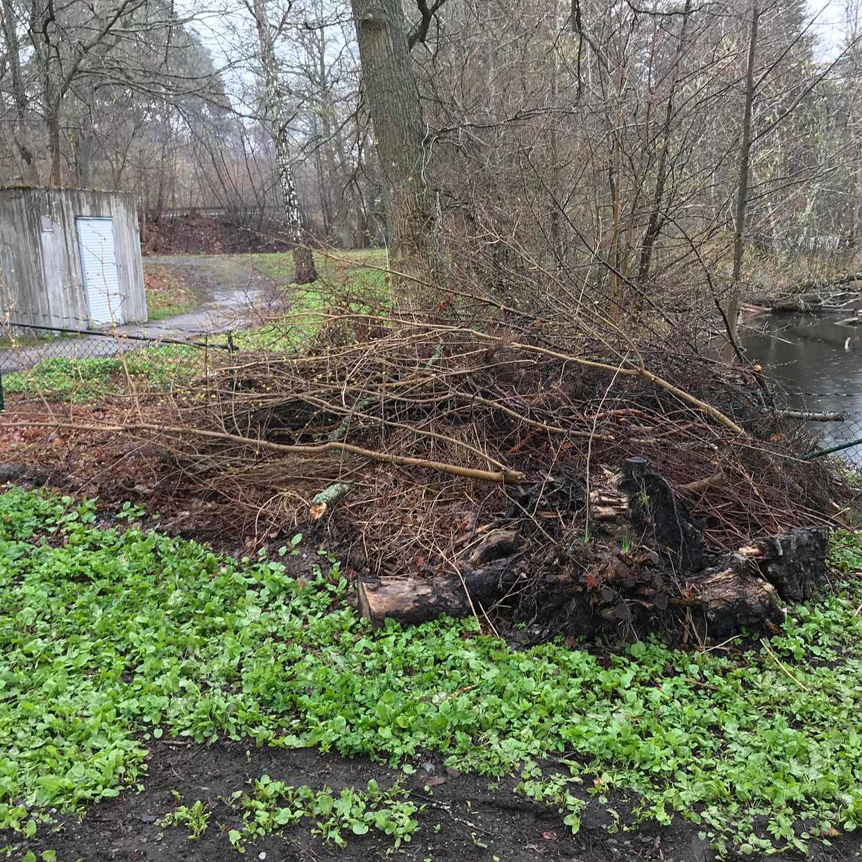 image of Rishög, stubbar, löv - Nacka