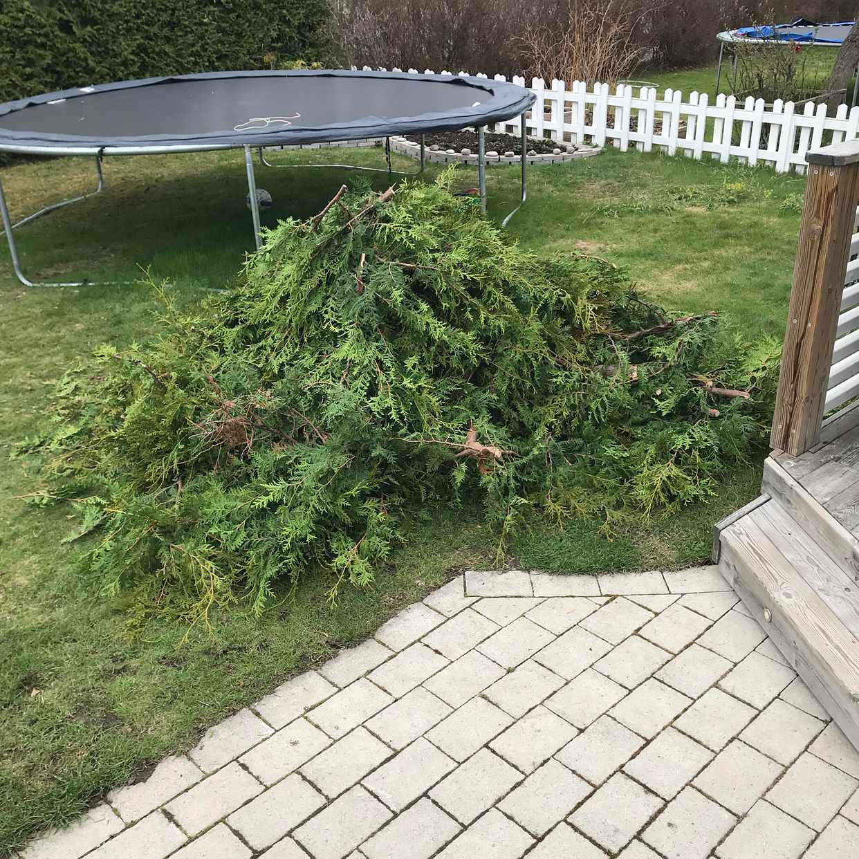 image of tujaris samt lite skräp - Hässelby