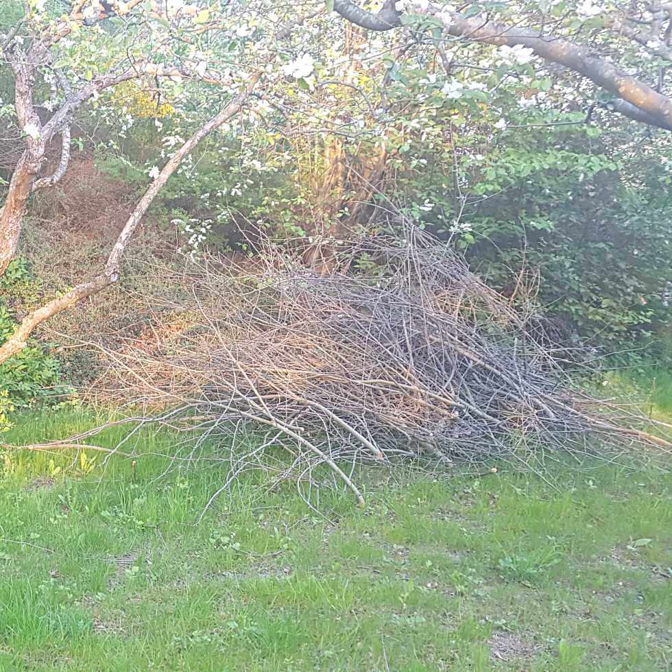 image of Ris fr buskar och träd - Huddinge