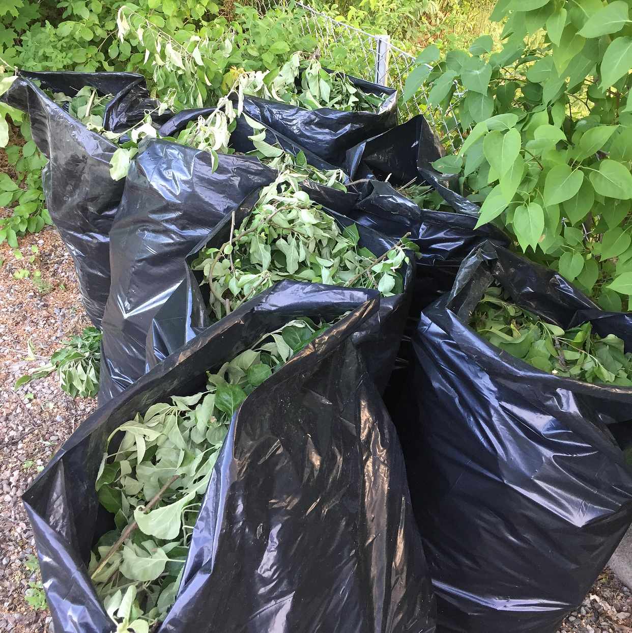 image of 7 säckar Syrénsly - Åkers Styckebruk
