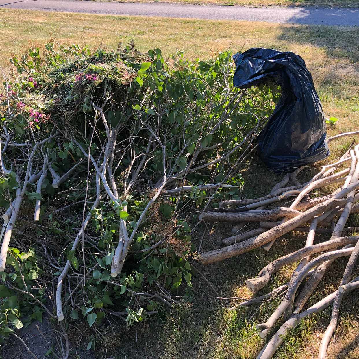 image of Syrénbuskar, kompostsäcka - Vallentuna