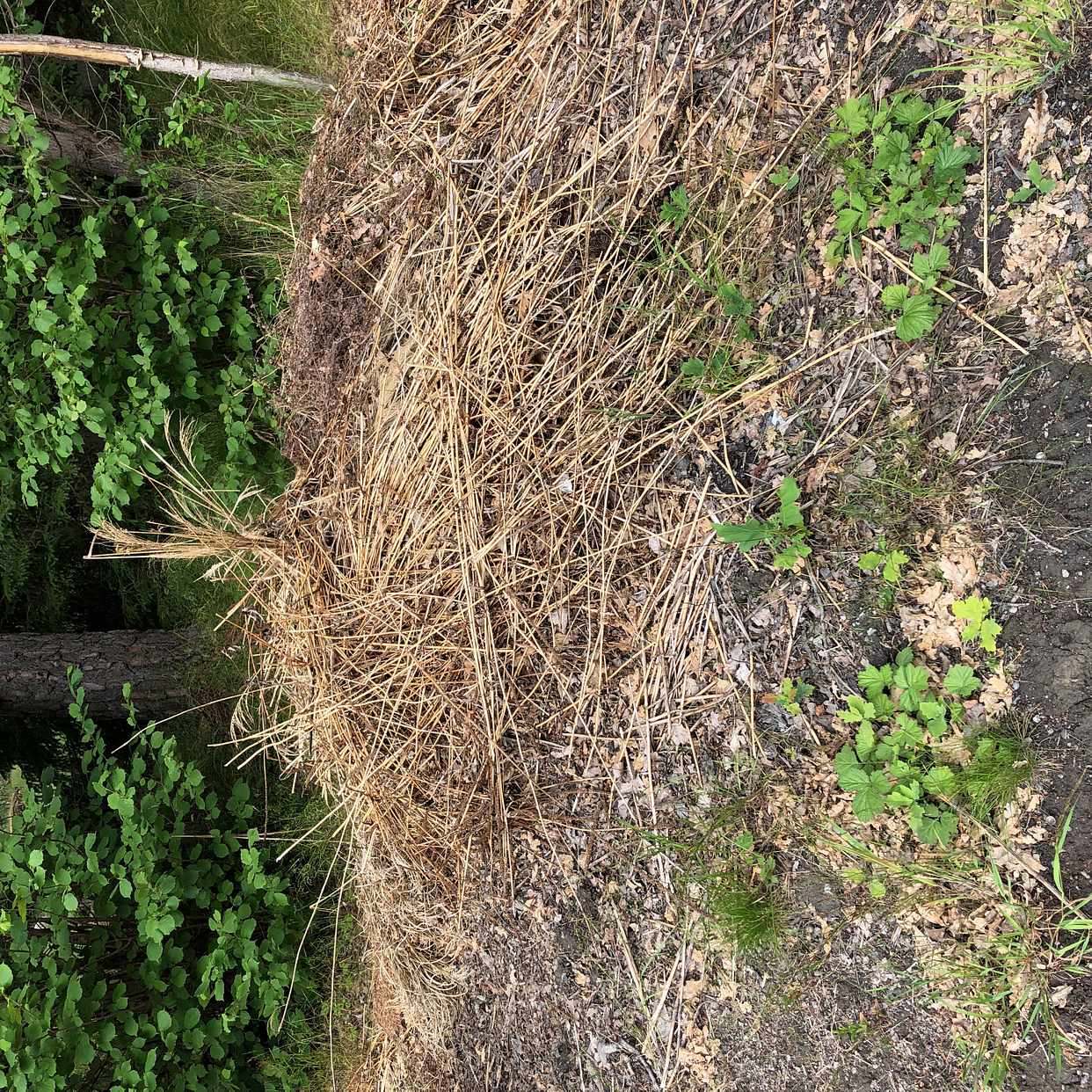 image of Div skräp o gräs - Saltsjö-boo
