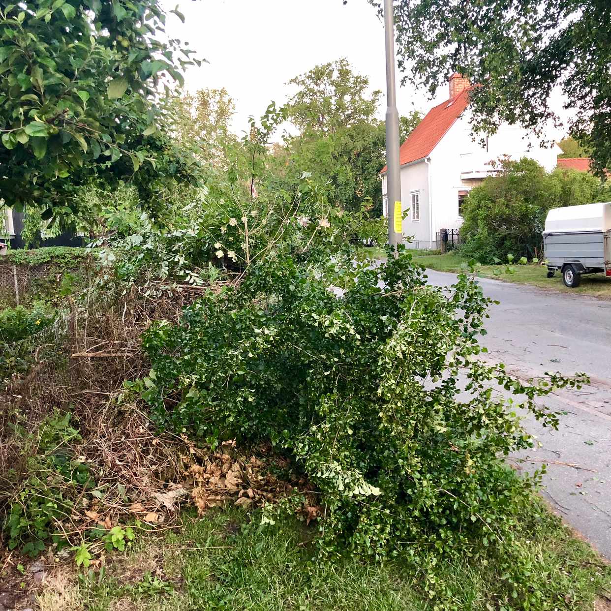 image of Grenar och småträd - Enskededalen