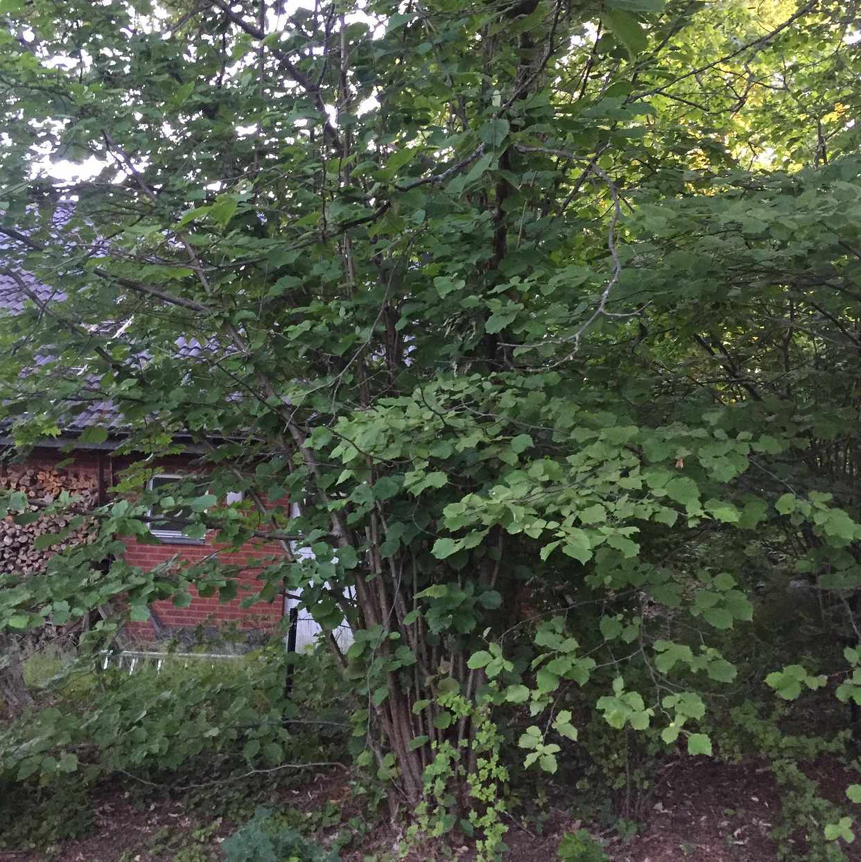 image of Såga ner buskar & ta med - Vallentuna