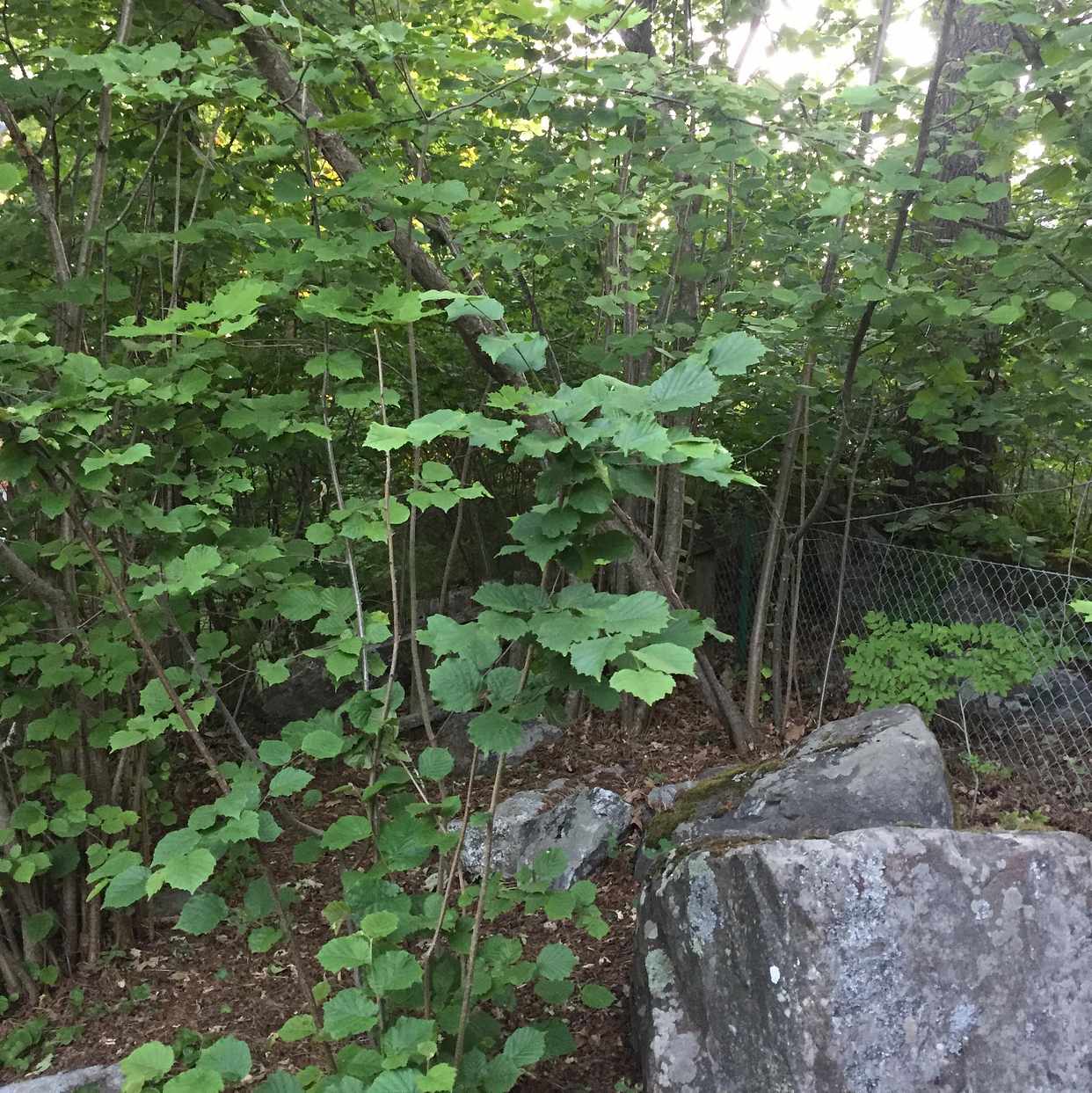 image of Såga ner buskar & ta med - Vallentuna