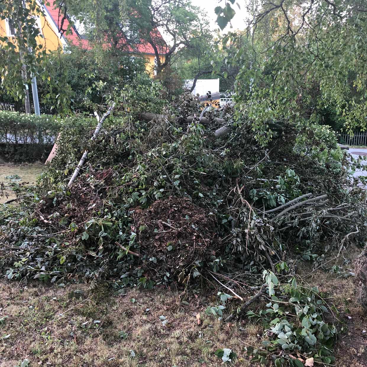image of Kvistar och grenar - Lidingö