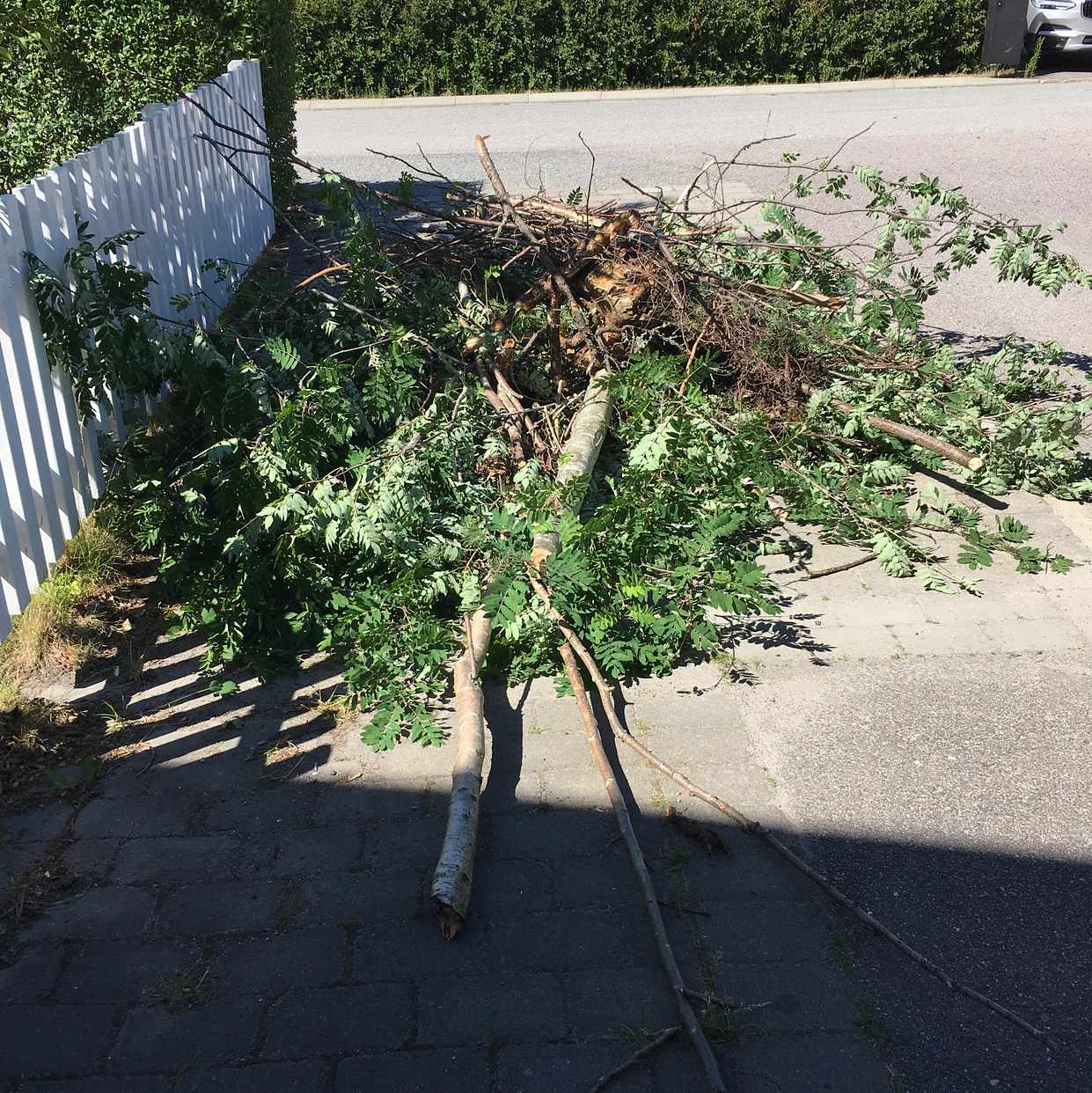 image of Cut down tree - Vallentuna