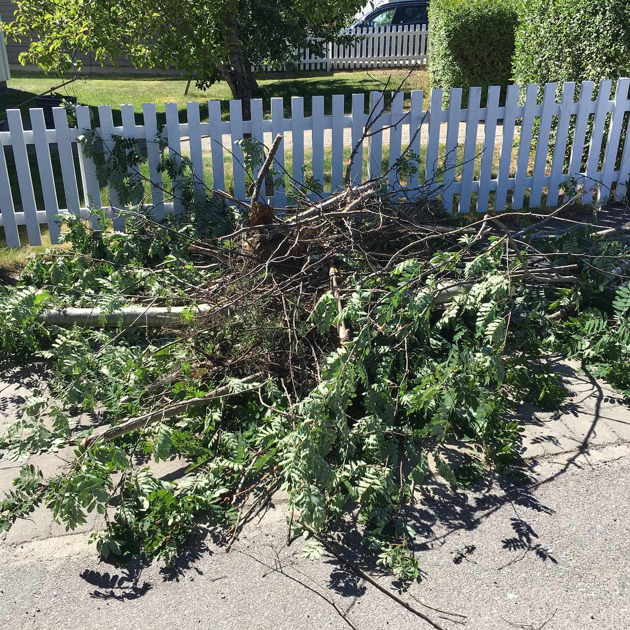 image of Cut down tree - Vallentuna
