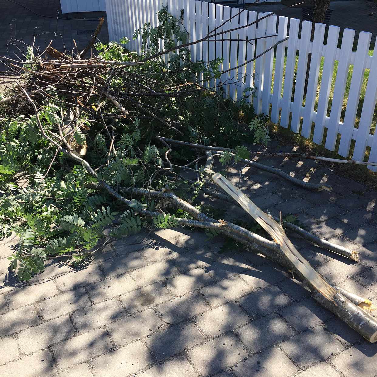 image of Cut down tree - Vallentuna