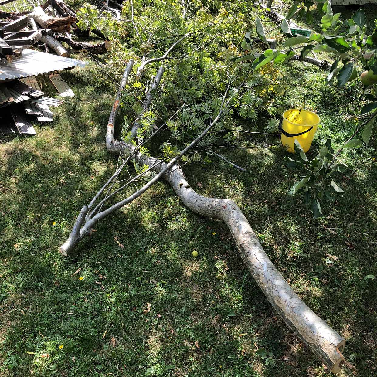 image of Trasig trädkoja, träd,ris - Älvsjö