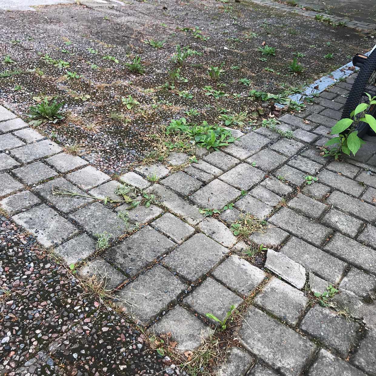 image of 6 timmars ogräsrensning - Lidingö
