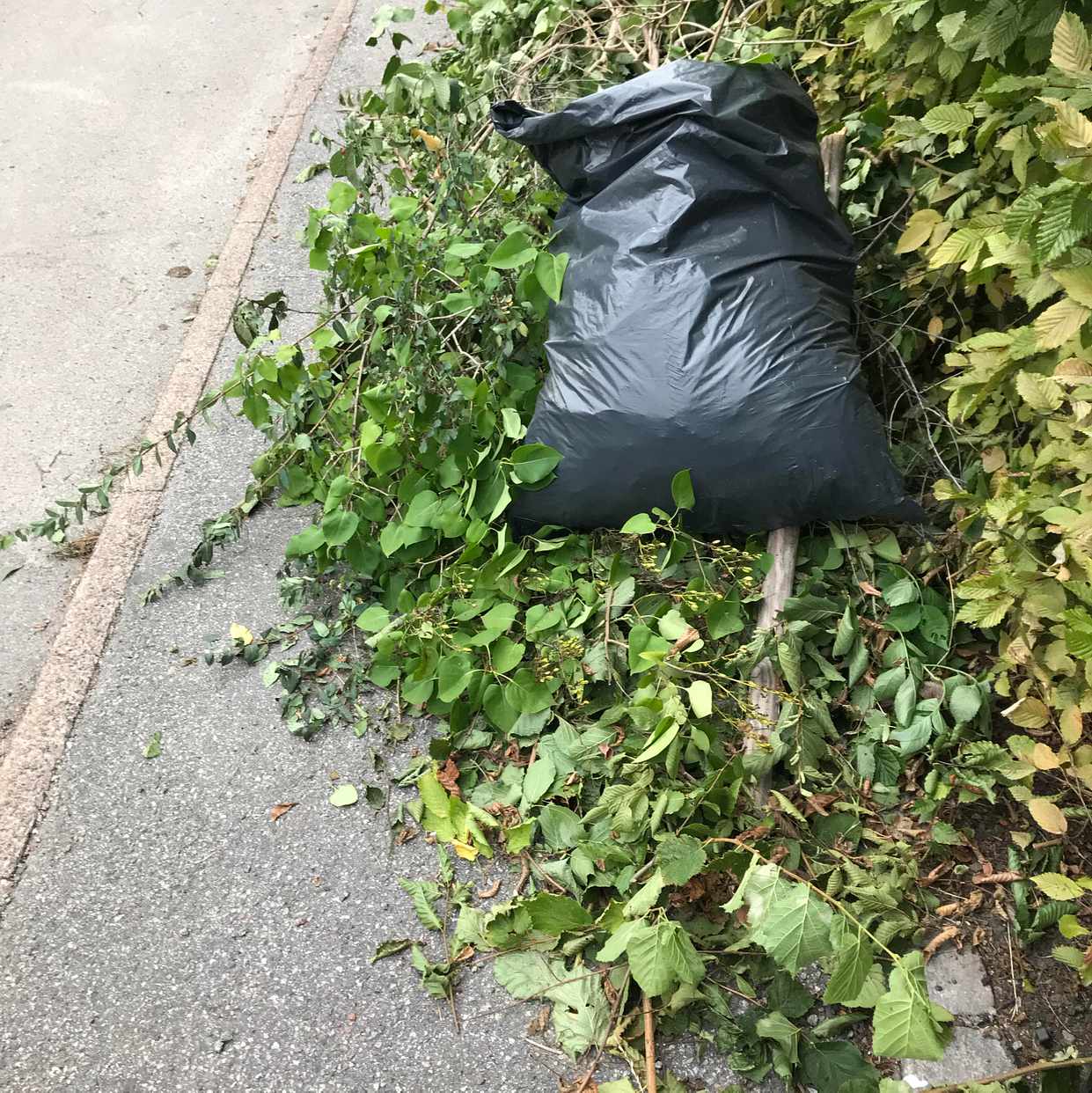 image of Två högar ris/kvistar - Bromma