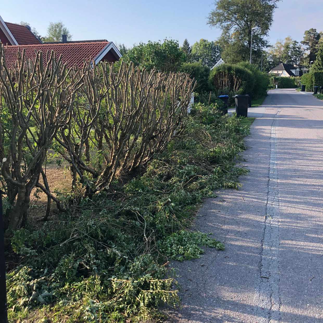 image of Grenar och löv - Täby