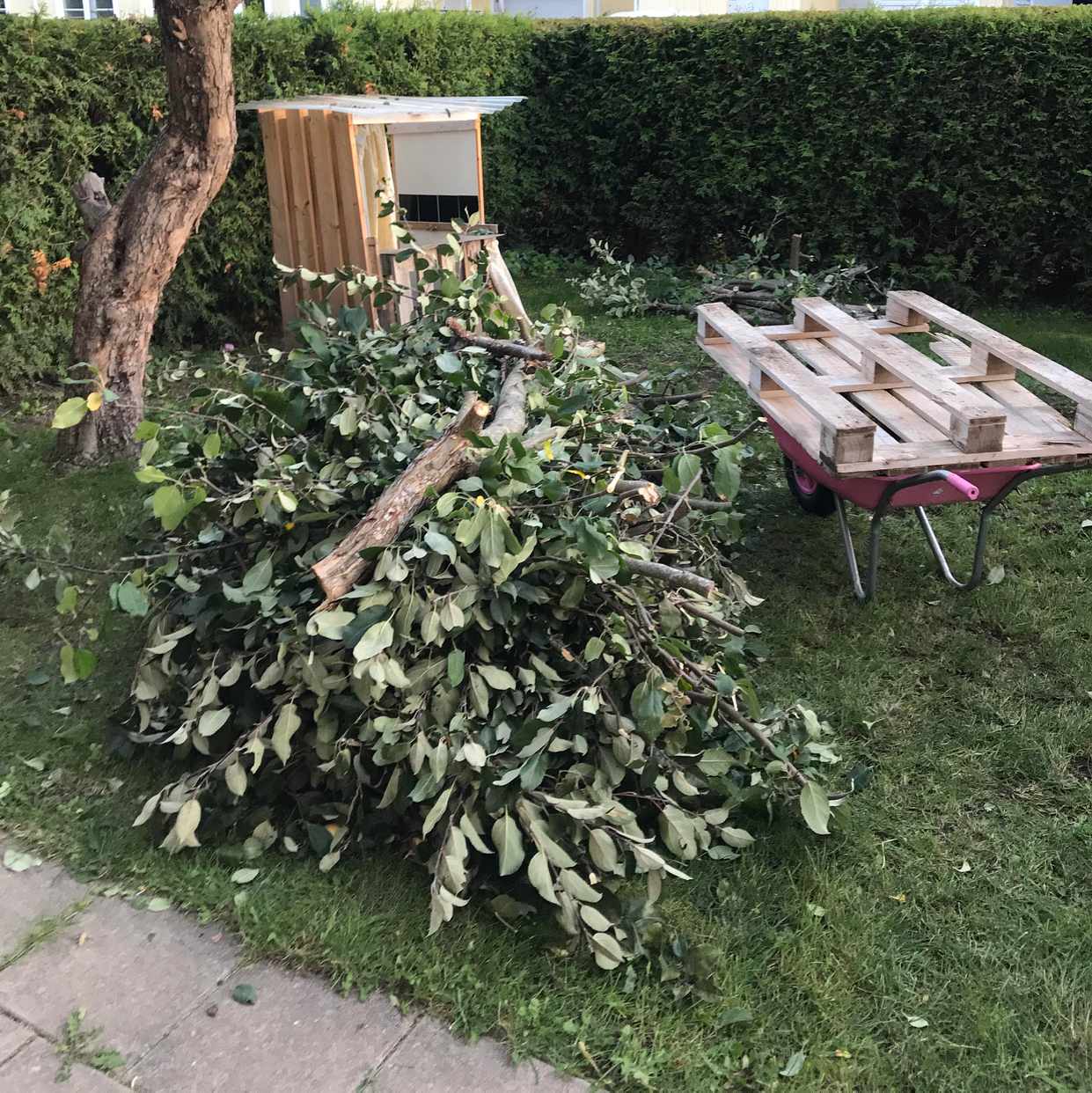 image of Grenhög äppelträd - Vallentuna