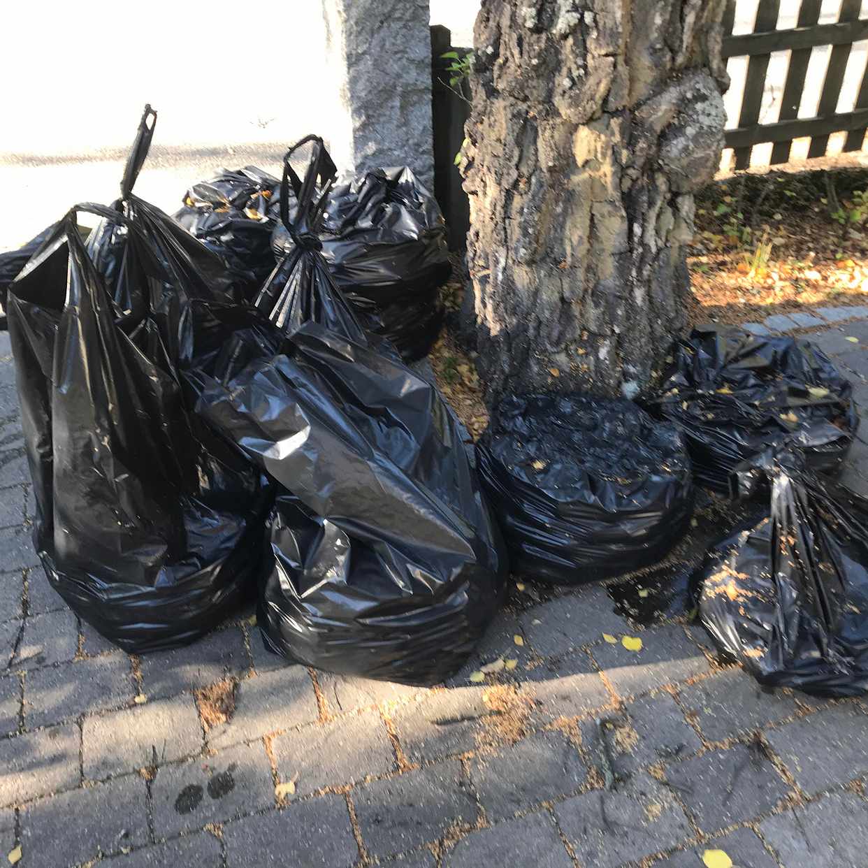 image of Sopsäckar med fallfrukt - Bromma