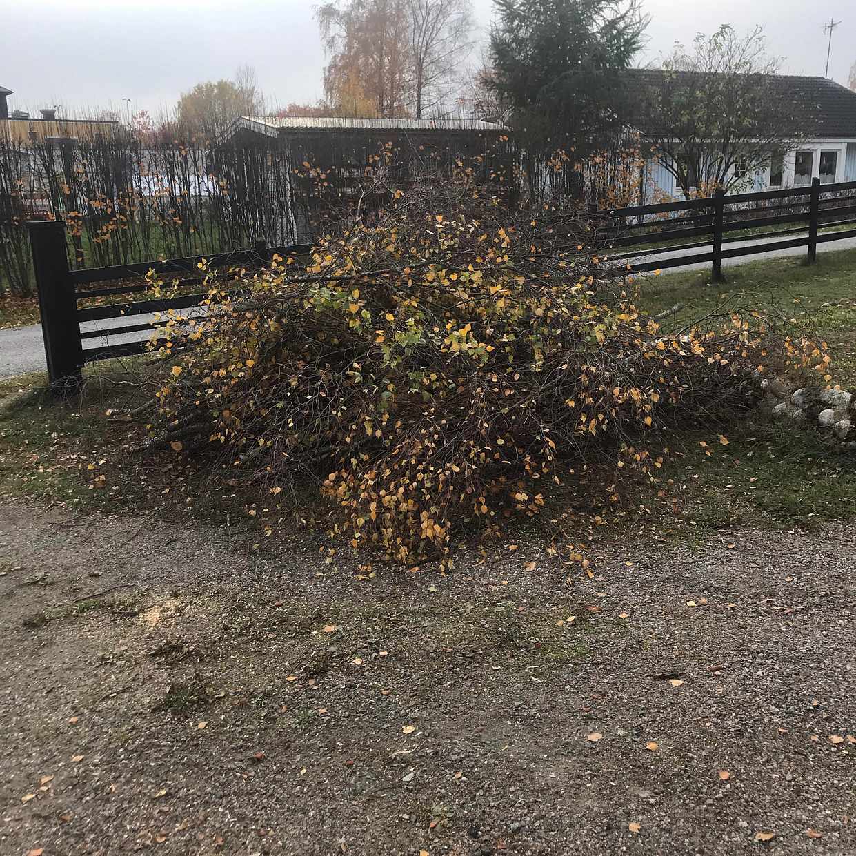 image of Ris från 5 st träd - Sorunda