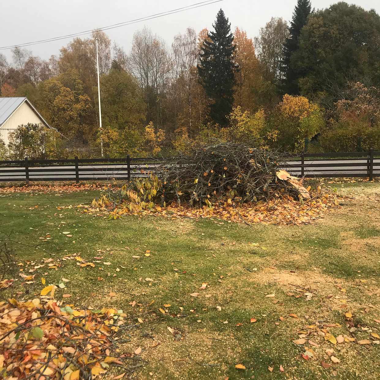 image of Ris från 5 st träd - Sorunda