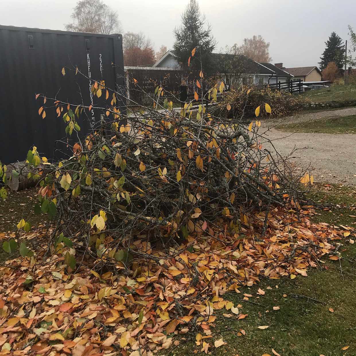 image of Ris från 5 st träd - Sorunda