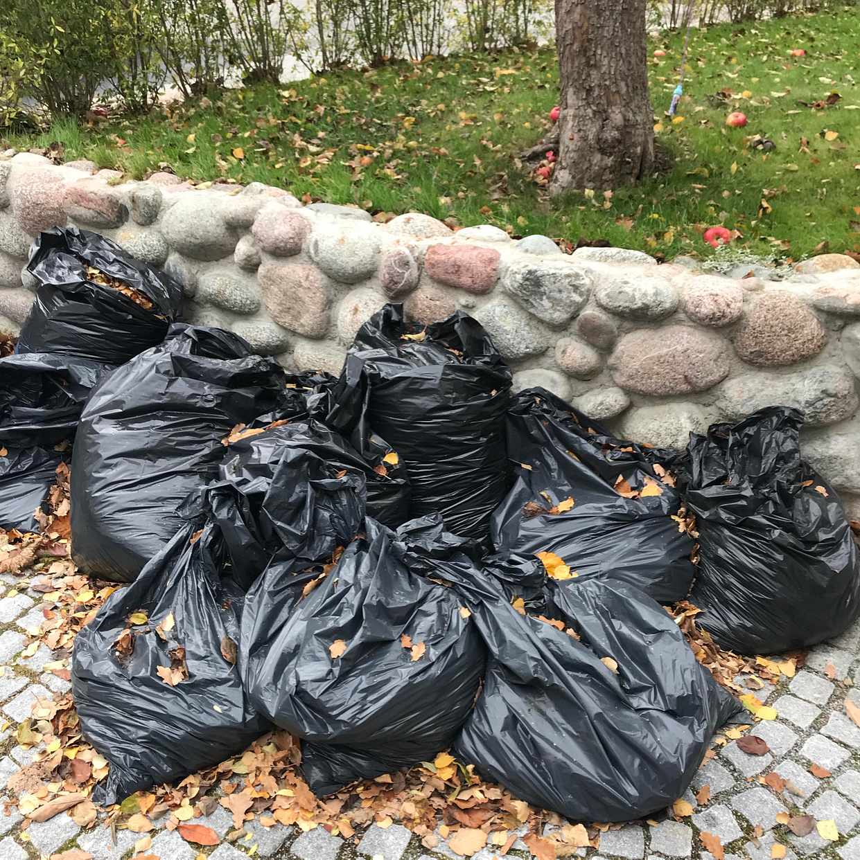 image of Säckar med äpplen o löv. - Solna