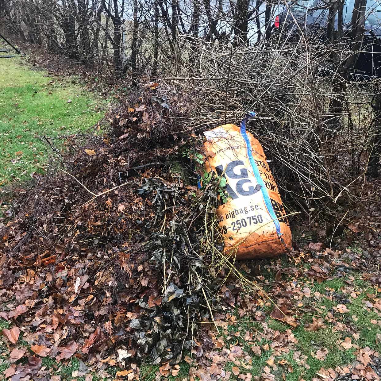 image of Löv och ris + lite skräp - Saltsjö-Duvnäs