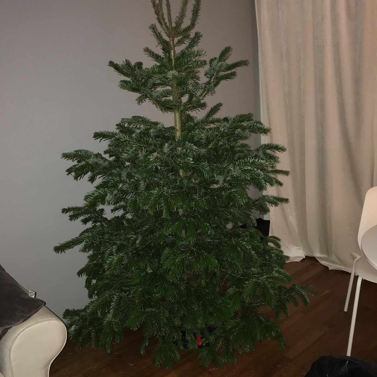 julgran nacka Släng en julgran   Nacka   Tiptapp