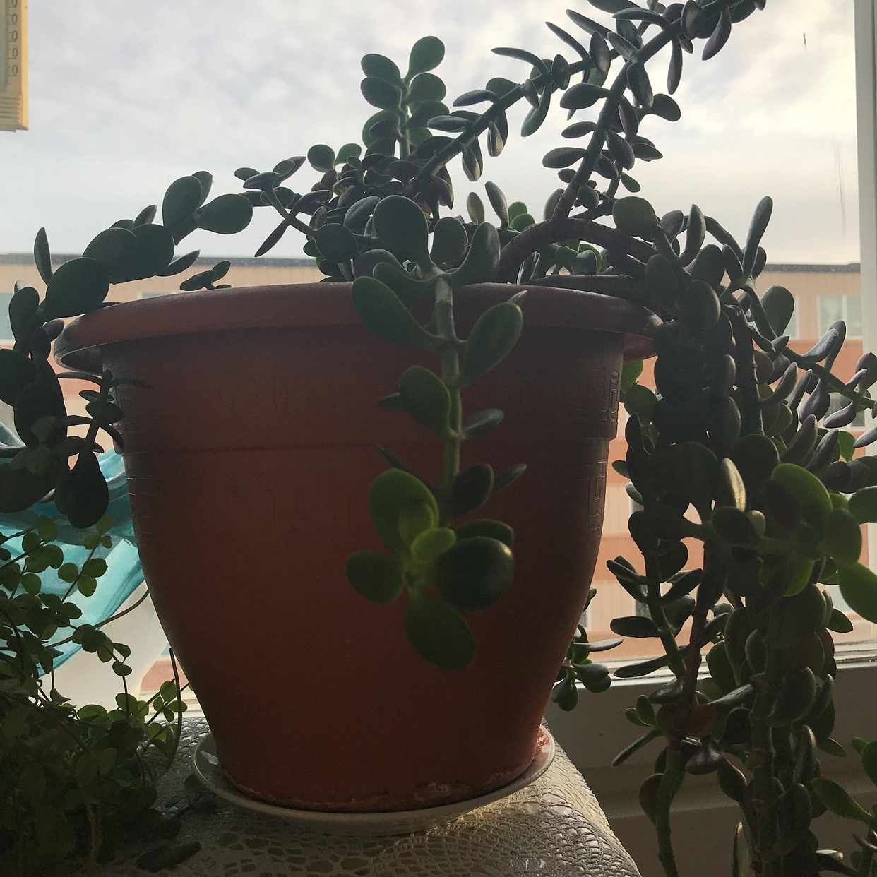 image of Plant - Saltsjöbaden