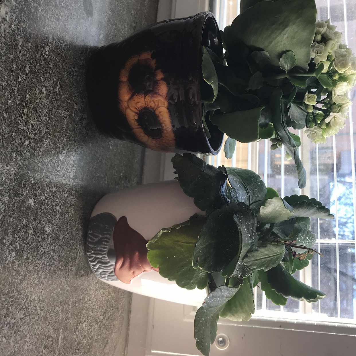 image of 2 potted plants - Stockholm