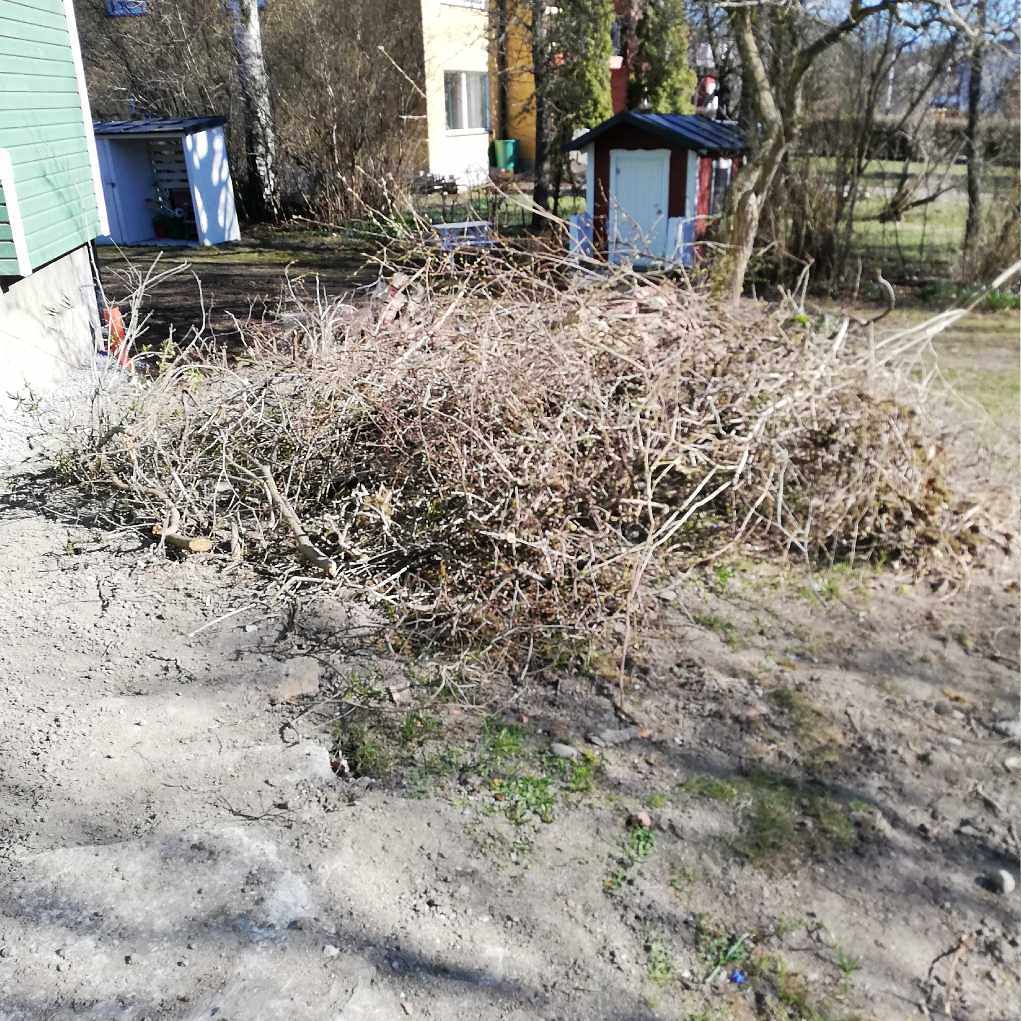 image of Kvistar och ris - Älvsjö