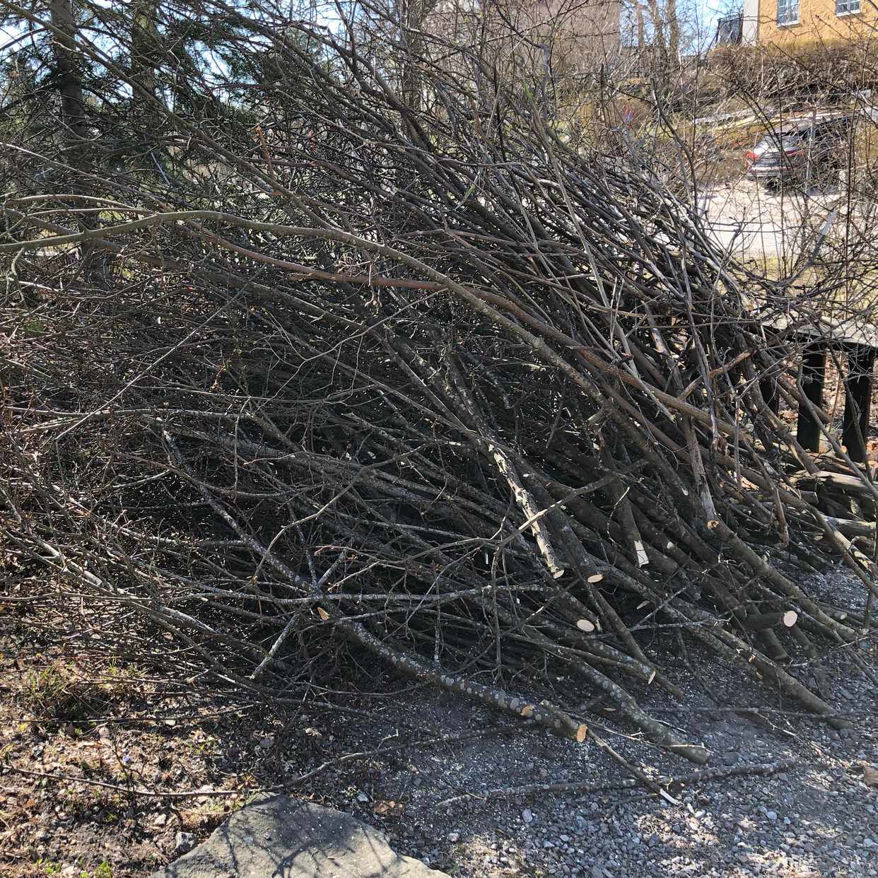 image of En rishög. - Bromma