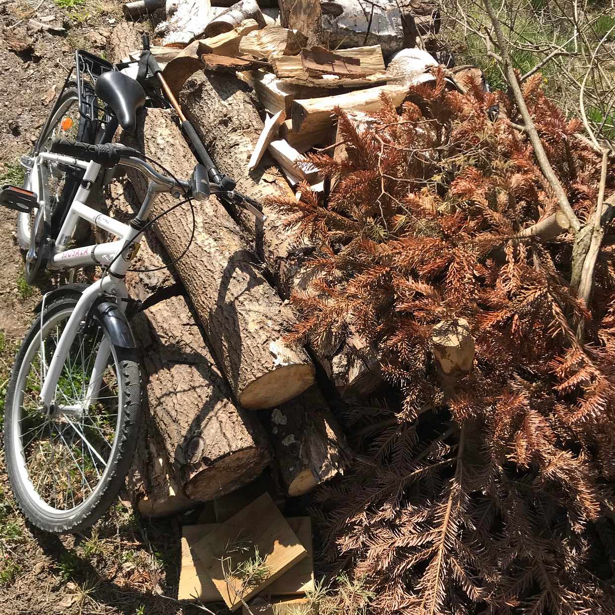 image of Trä, ris och en cykel - Saltsjö-Boo