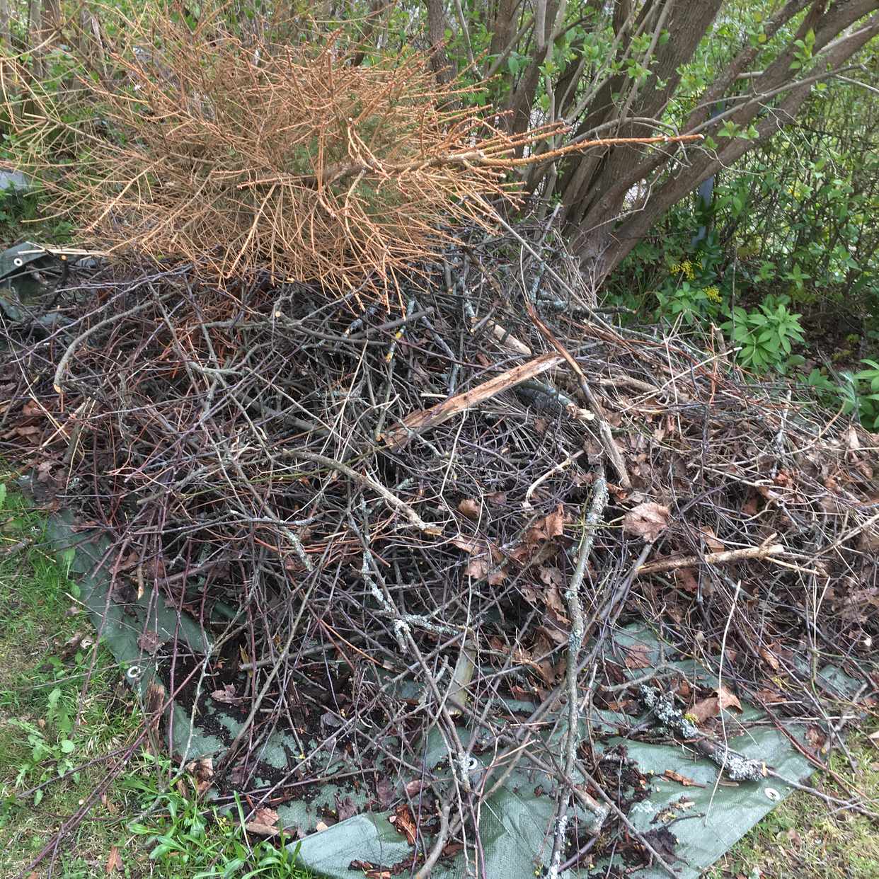 julgran bromma Ris och julgran   Bromma   Tiptapp