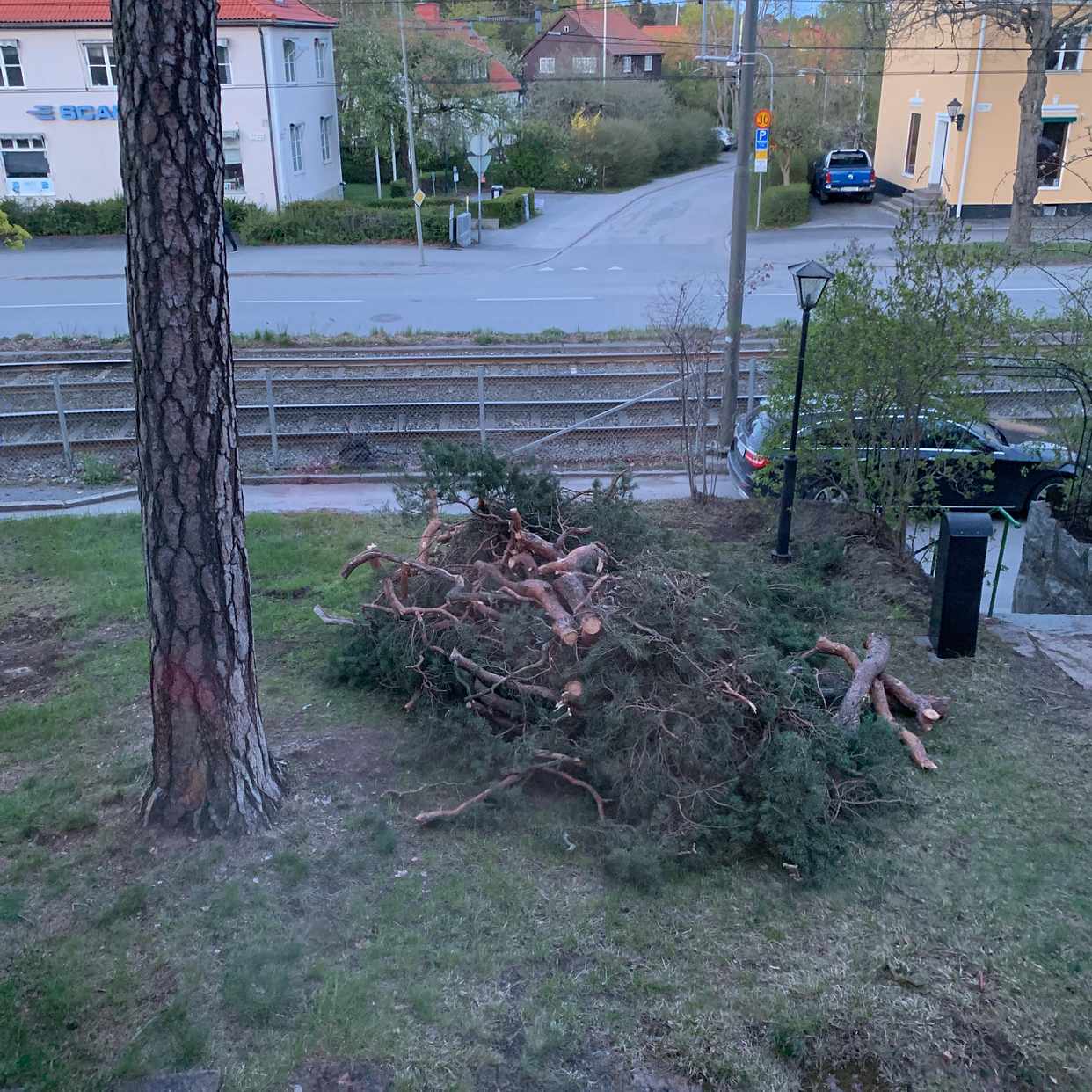 image of Grenar från träd - Bromma