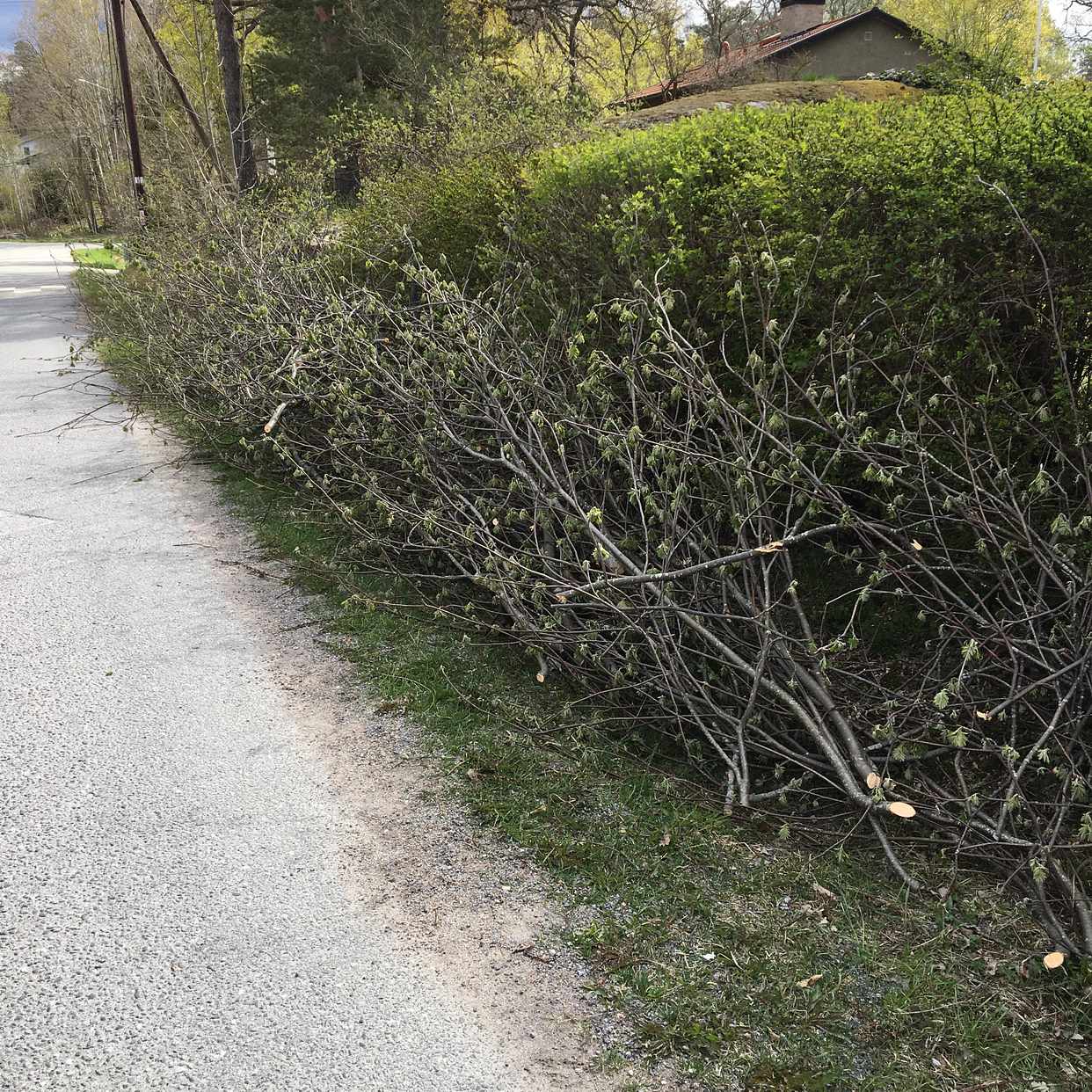 image of Nertaget träd, lösa grena - Saltsjö-Boo