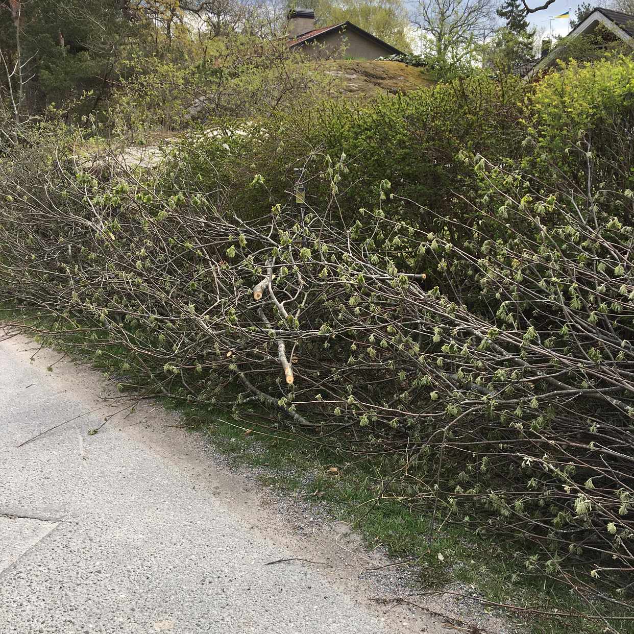 image of Nertaget träd, lösa grena - Saltsjö-Boo