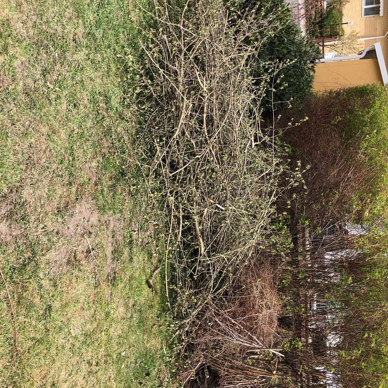 image of Ris och rötter - Järfälla