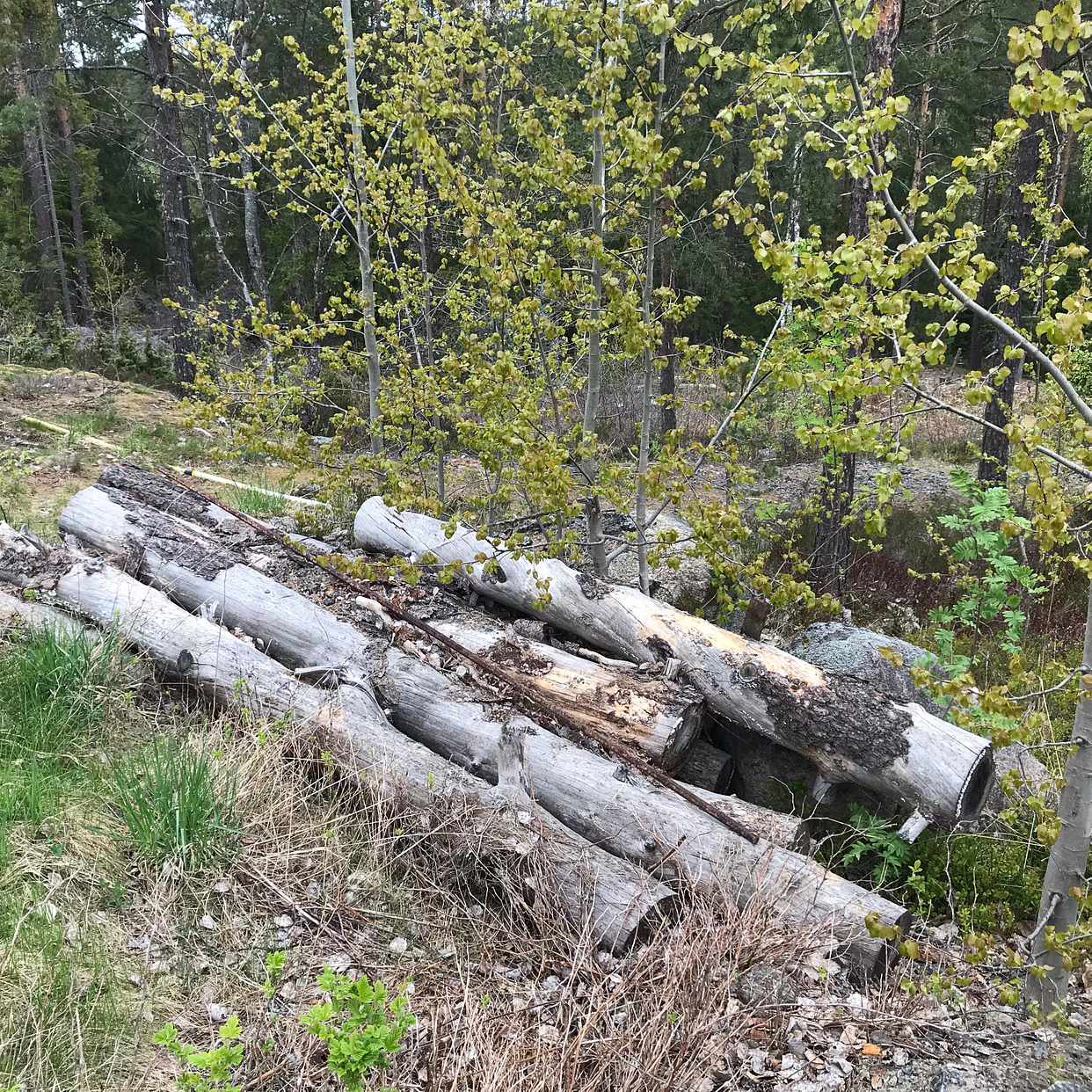image of Trädstammar ska bort - saltsjö-boo