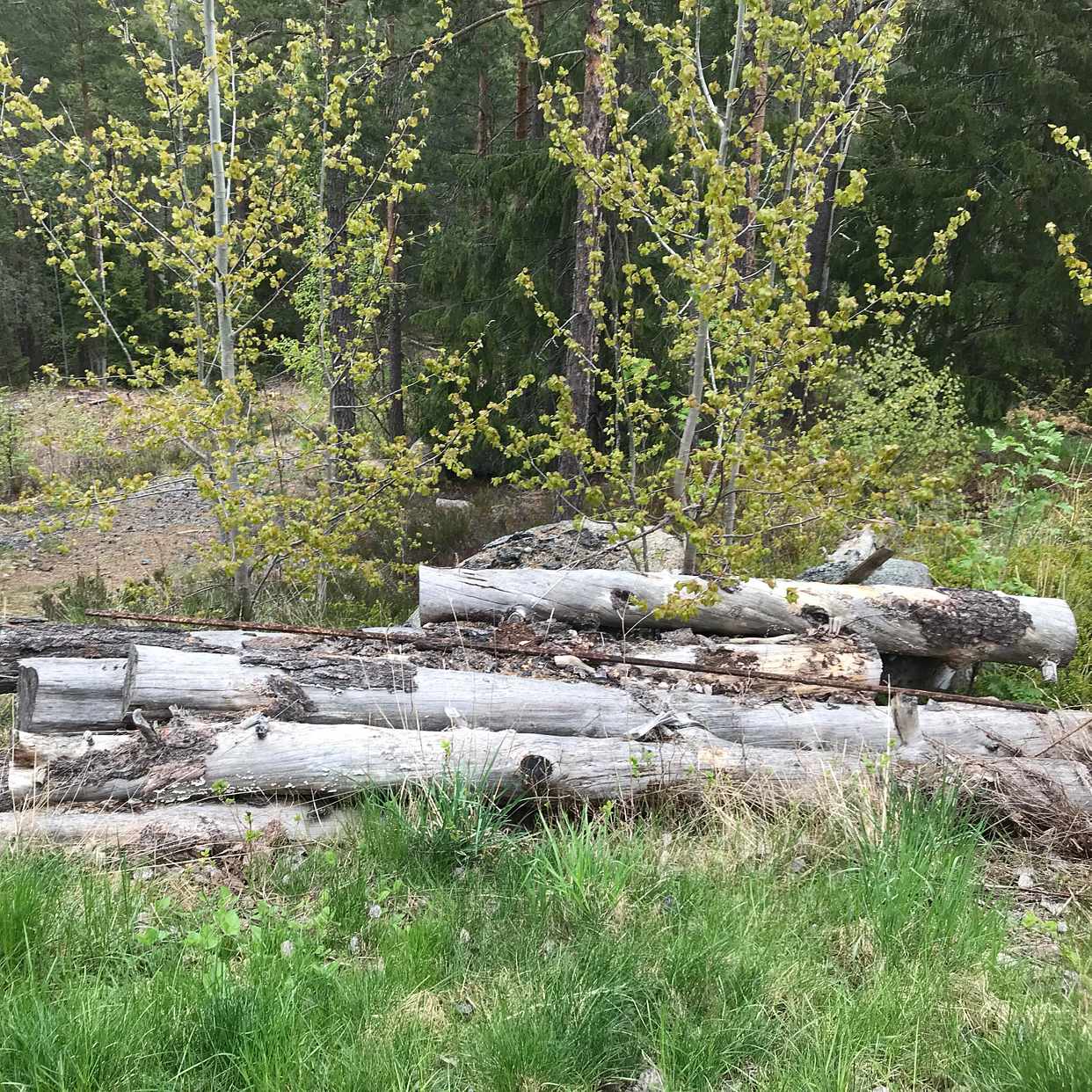 image of Trädstammar ska bort - saltsjö-boo