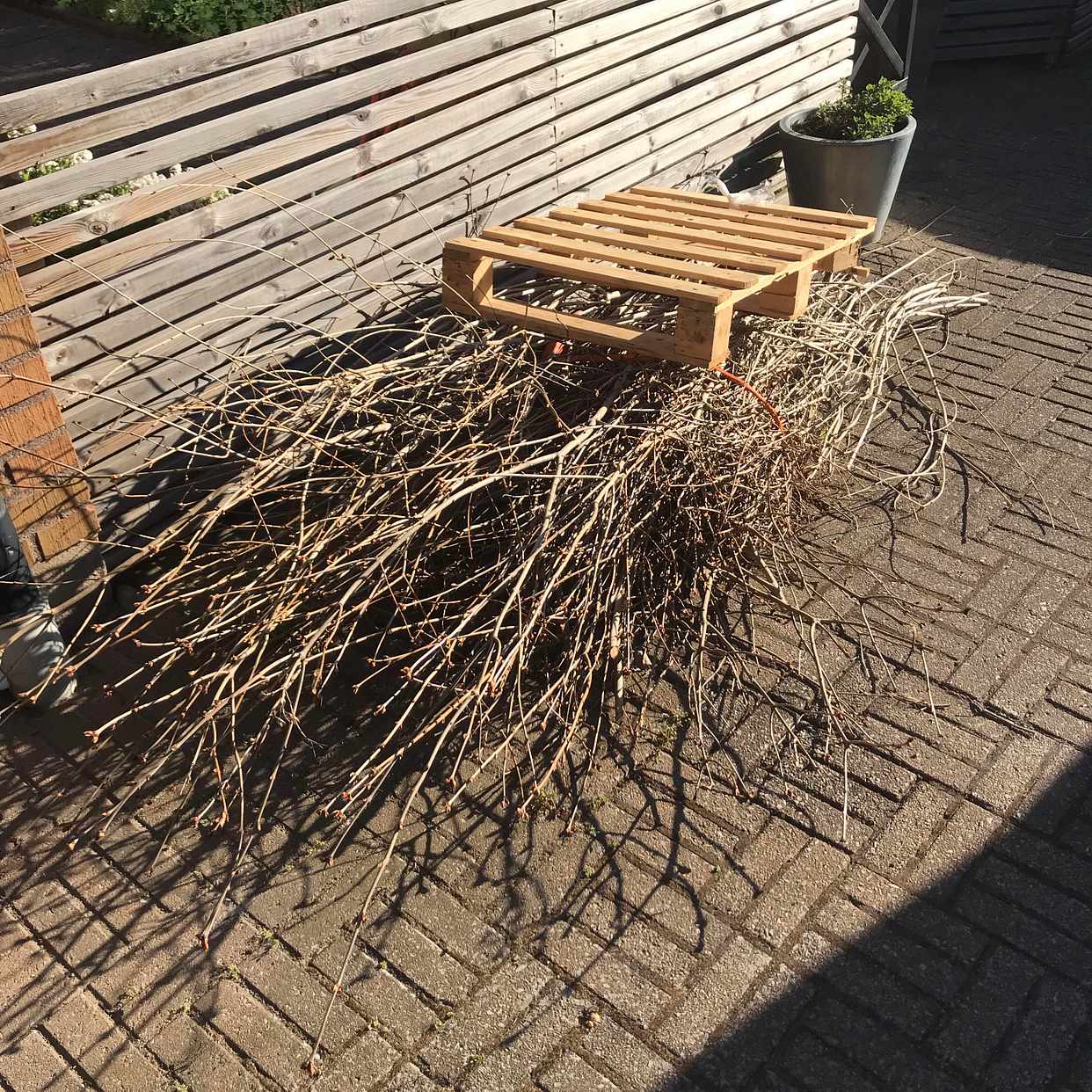 image of En hög ris och en träpall - Bjärred