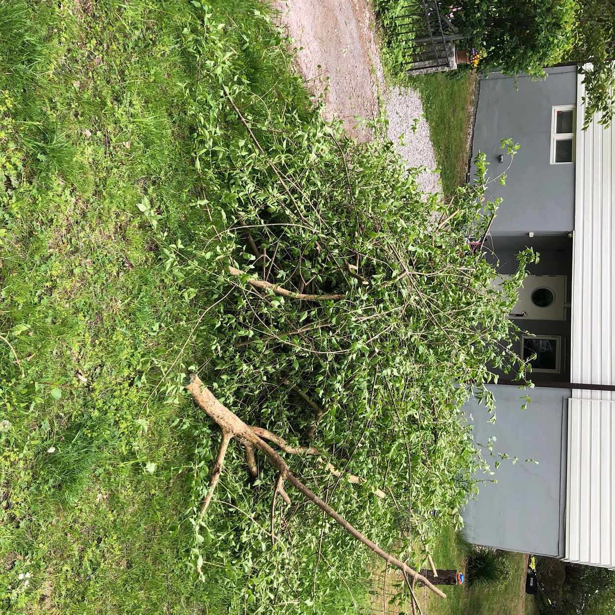 image of Grenar och sly - Bromma